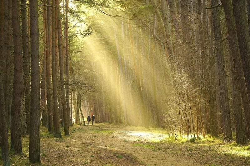 Forest Bathing Walks